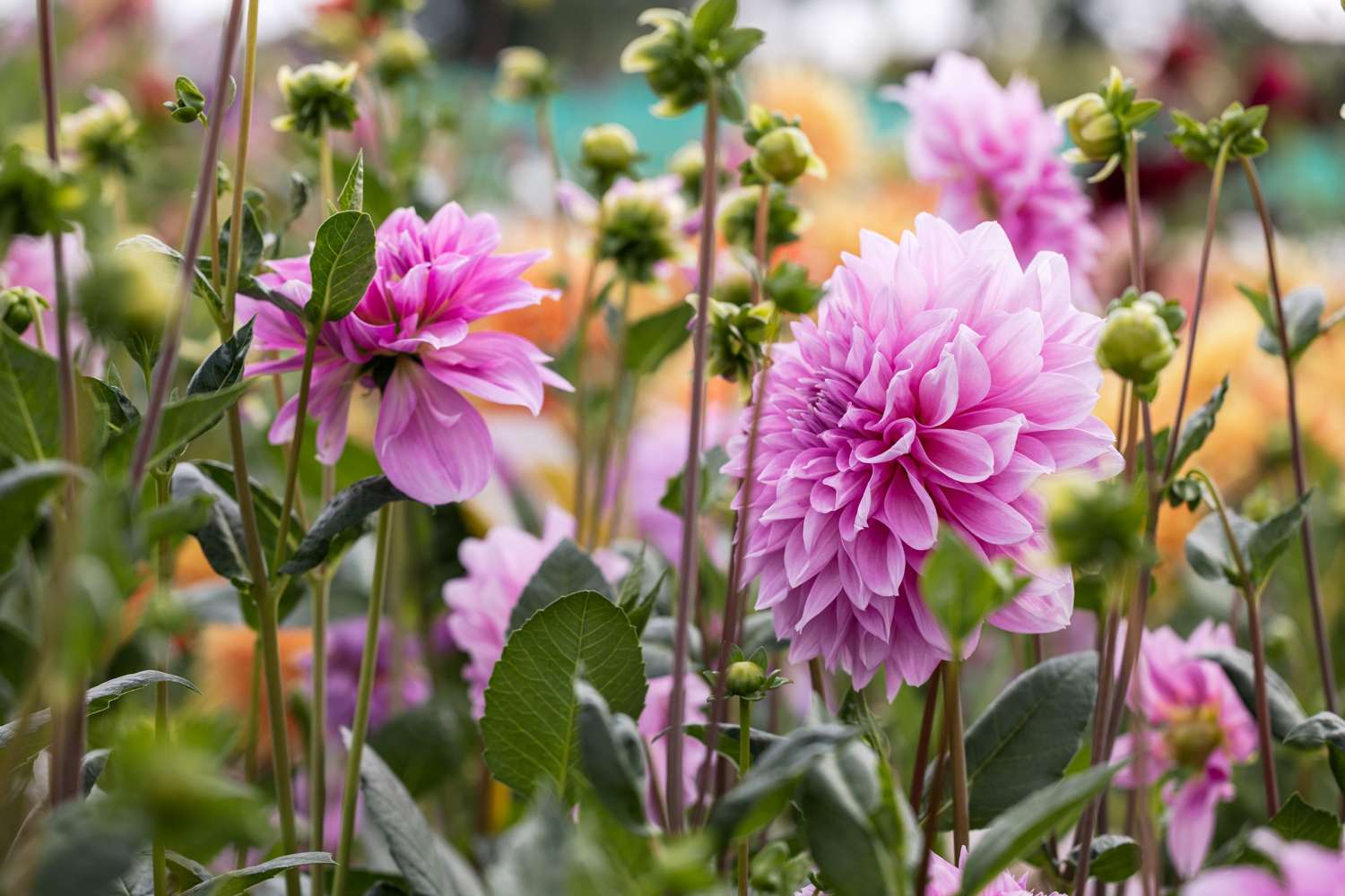 Dahlia 'Lavender Perfection'